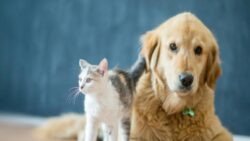 Mahkemeden boşanma davasında karar: 5 kedi ve 1 köpeğin velayetini erkeğe verdi