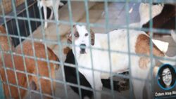 Barınakların kapasite sorunu sürüyor ancak bakanlık yıl sonunda ısrarcı: 3,2 milyon köpek nerede, toplananlar ne olacak?