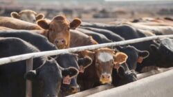 Hayvancılık desteklerinde yeni düzenleme: Buzağı desteği 2 bin, malak desteği 4 bin liraya çıkarıldı